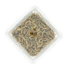 Meelwormen Vers - 1 kg 