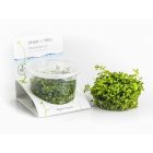 Micranthemum sp. 'montecarlo' - in vitro cup