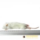 Kleine Weaner rat 25-60 gram -10 kg 