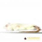 Grote Rat 250-350 gram -10 kg 
