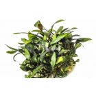 Cryptocoryne Pygmaea - In Vitro Cup