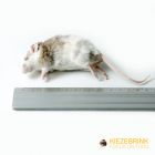 Veeltepelmuis Mix Sixe  -10 stuks