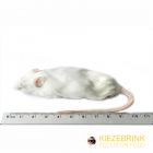 Jumbo Muis >30 gram -25 stuks