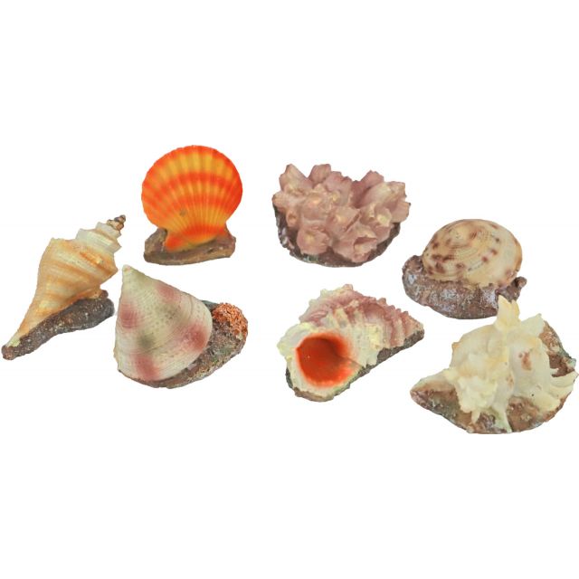 Boon mini decoratie Seashell 7 cm -Assortie