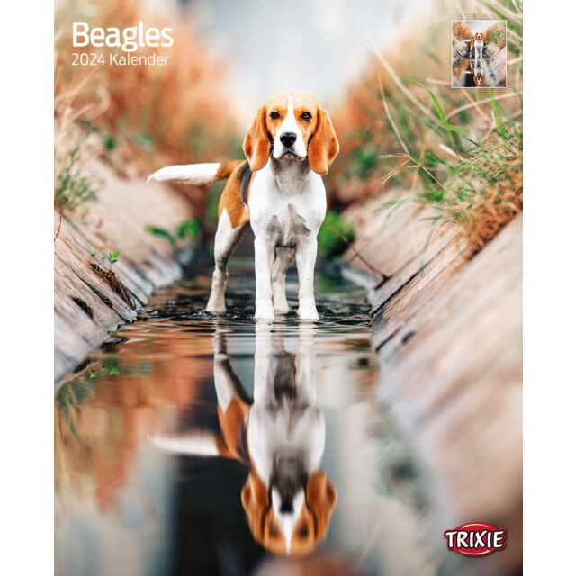 Kalender Beagles 2025