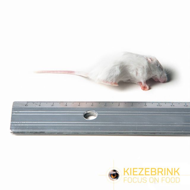 Kleine Muis 8-15 gr -10kg 