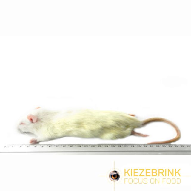 Kleine Rat 90-150 gram -5 stuks