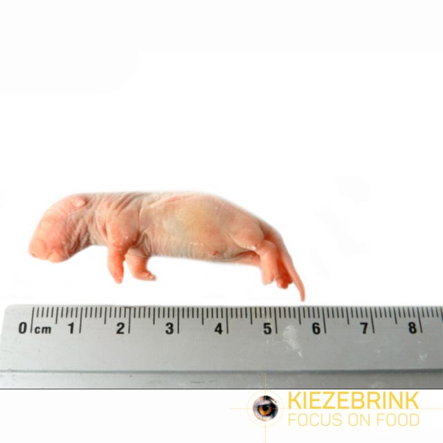 Baby Rat 5-12 gr - 1 kg