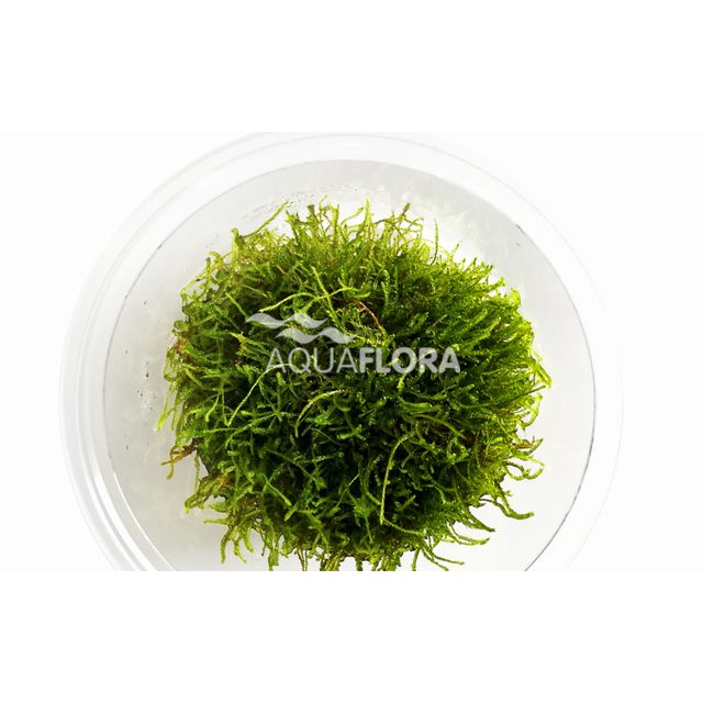 Taxiphyllum sp. 'Giant' - In Vitro Cup