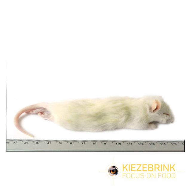 Grote Weaner Rat 60-90 gram- 5 stuks 