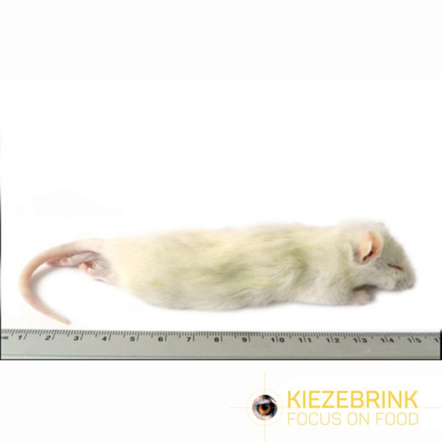 Grote Weaner Rat 60-90 gram -25 stuks 