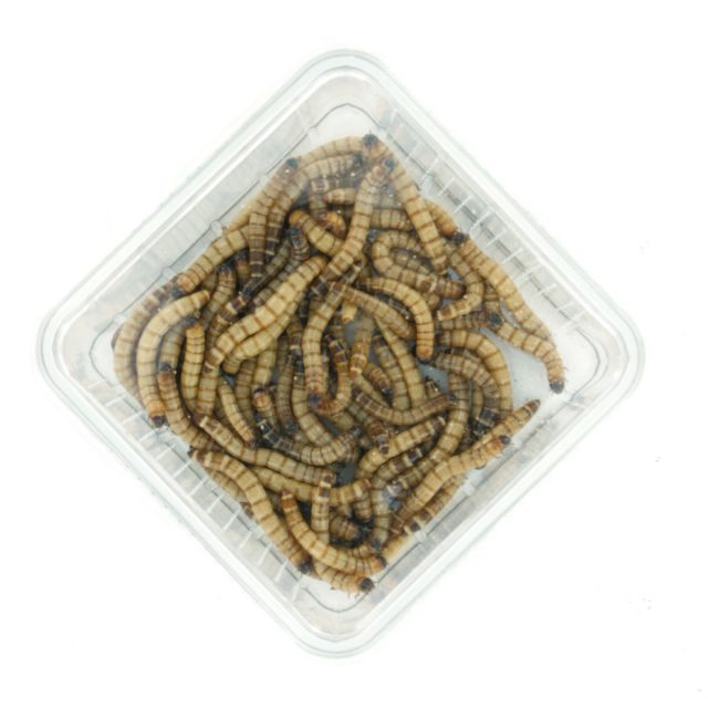 Morio Wormen bakje - ca 100 gram