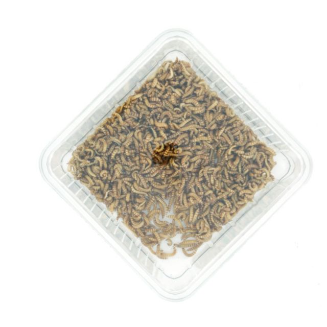Buffalowormen - ca 30 ml