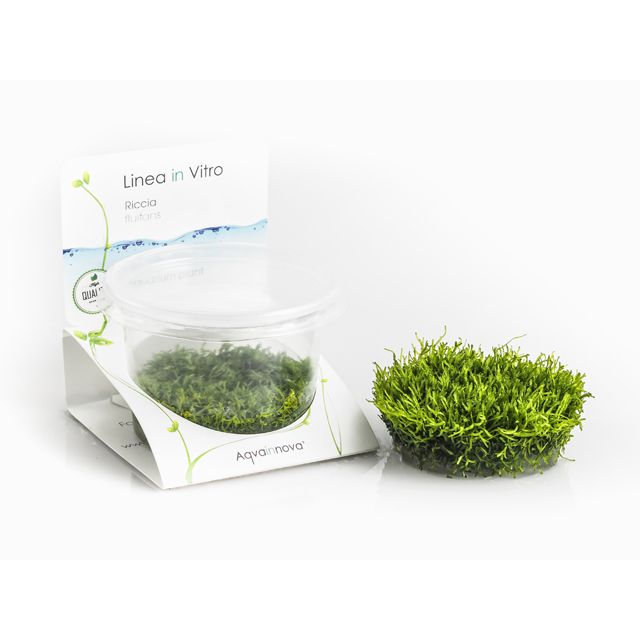Riccia Fluitans - In Vitro Cup