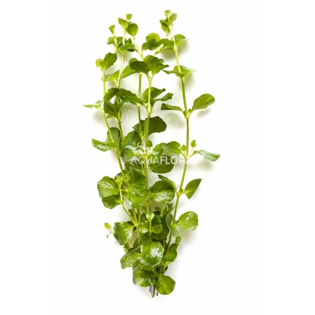 Lysimachia Nummularia (Penningkruid) Bosje