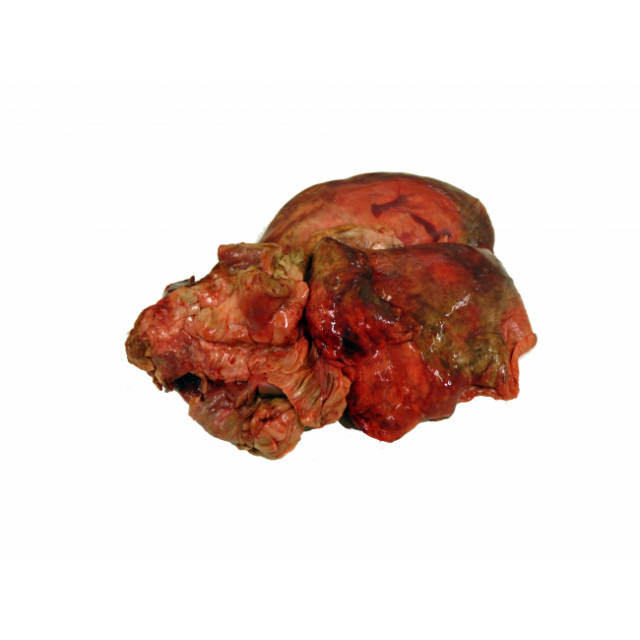 Graafbarf Lamslongen -1 kg