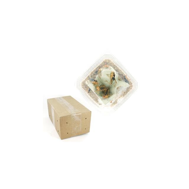 Sprinkhaan Middel  (levend)  Doosje ca.100 stuks