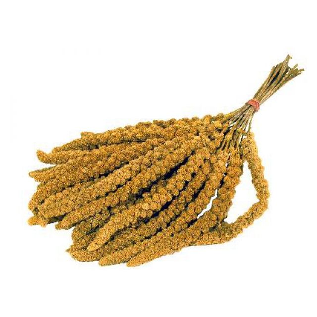 Trosgierst Frans Geel - 25 kg